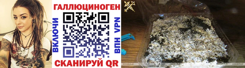 где можно купить наркотик  Щигры  Галлюциногенные грибы GOLDEN TEACHER 
